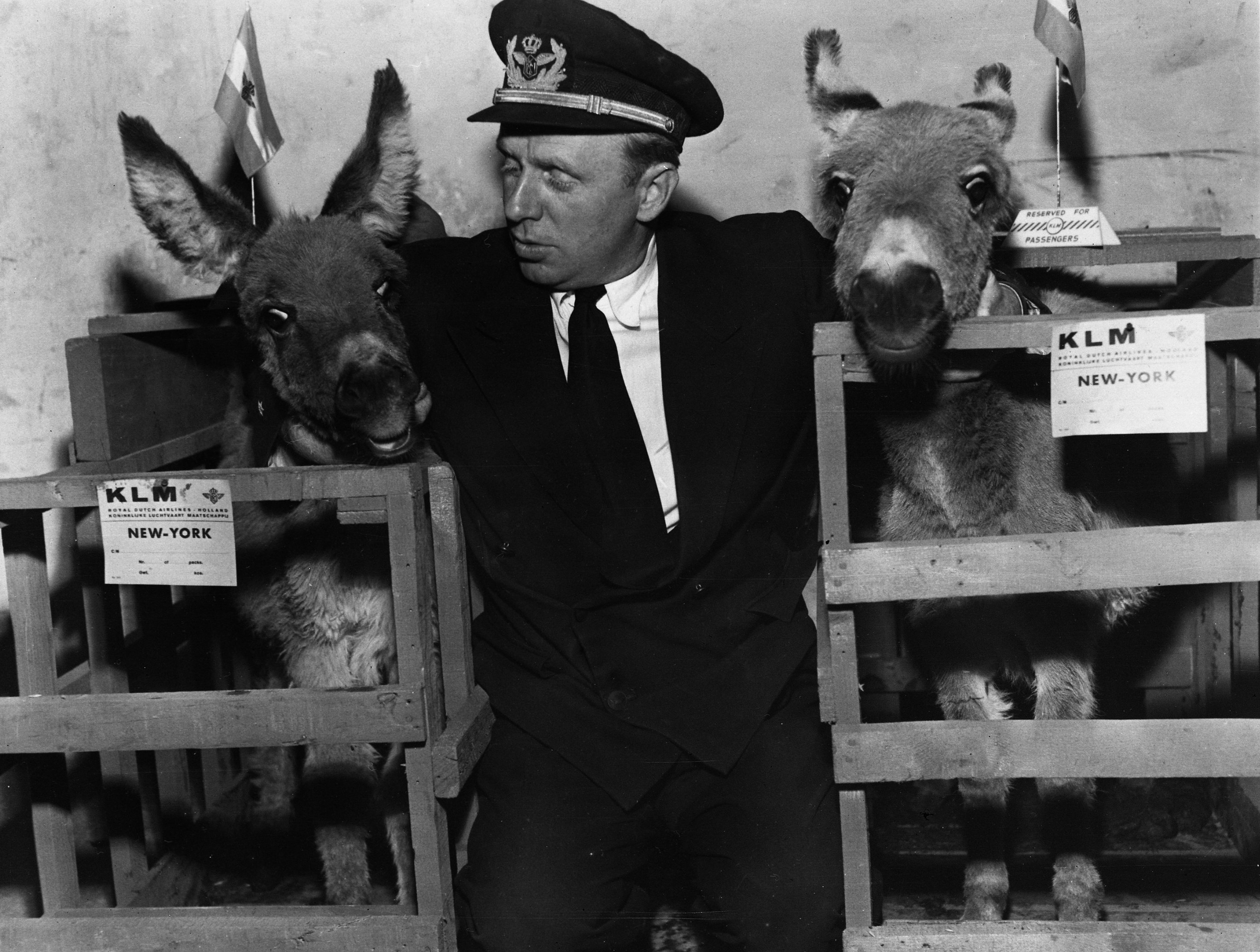 this-donkeys-traveling-to-new-york-in-1951-were-accompanied-by-one-of-klms-animal-stewards-courtesy-klm