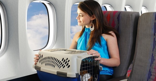 dog-in-a-plane-2