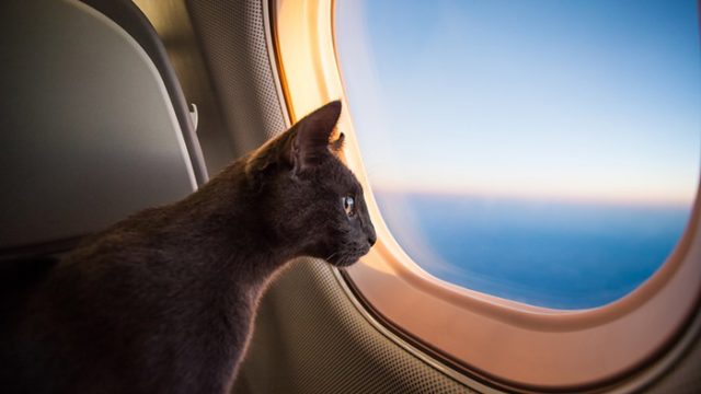 Delta actualiza requisitos para clientes que viajan con animales de servicio y apoyo emocional