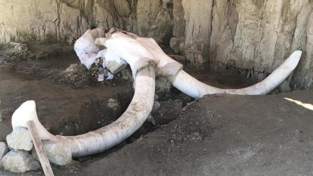 Encuentran restos de mamuts en la zona del aeropuerto de Santa Lucia