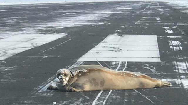Foca en la pista demora vuelo de Alaska Airlines