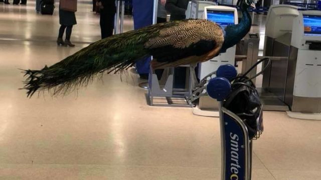 Pasajera intenta abordar vuelo acompañada por pavo real; United no lo permite