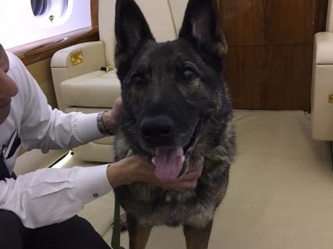 United utiliza avión privado para transportar perro