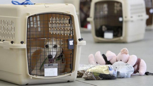 United prohíbe muchas razas de perros y gatos tras varias muertes de mascotas