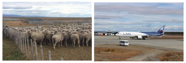 Más de 2000 ovejas son transportadas a Ecuador a través de LAN CARGO