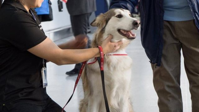 15 perros de terapia se unen al equipo de bienvenida de Toronto Pearson