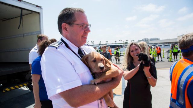 Southwest evacua perros y gatos tras huracán Harvey