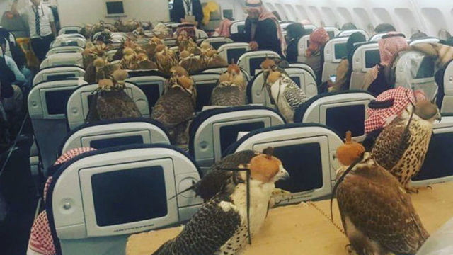 ¿Qué hacían 80 halcones a bordo de un avión?