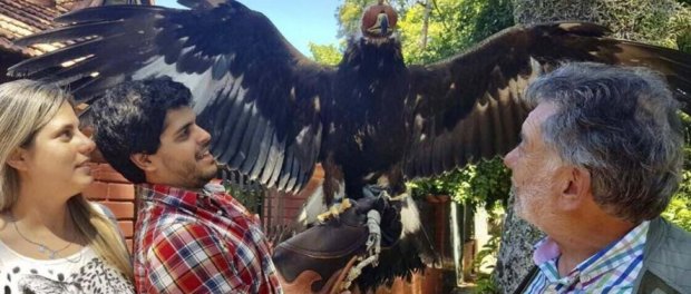 Única águila real de Centro y Sudamérica resguarda seguridad de aeropuerto paraguayo