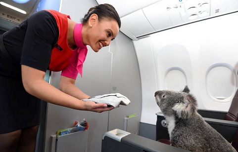 Koalas disfrutan Clase Business de Qantas